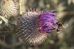 insect on a pink flower of a thistle