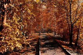 railroad through golden autumn forest