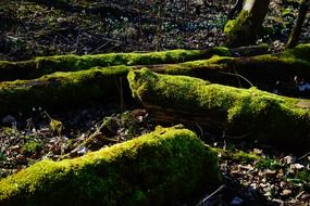 moss on the tree trunks