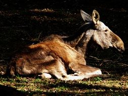 moose relaxing
