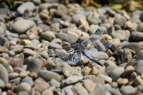 dragonfly on a background of pebbles