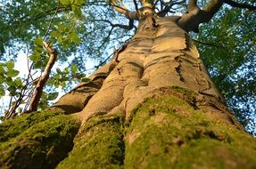 bottom view of a large tree trunk in moss