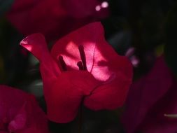 colorful flowers of bougainvillea plant