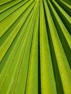 leaf palm green