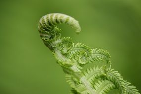 closeup picture of Young fern leaf on a green background