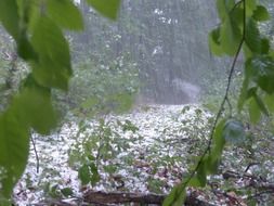 thunderstorm in the forest