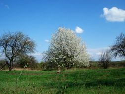 spring flowering tree in nature