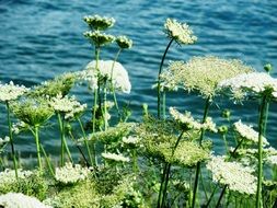 landscape of grassland plants