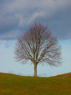 tree in the meadow landscape