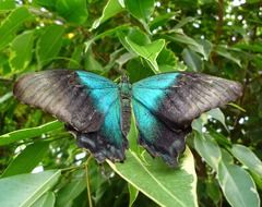 blue butterfly with black wings on green leaves