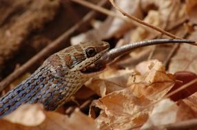 wildlife portrait of snake reptile at autumn