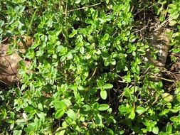 Thymus pulegioides is a species of flowering plant