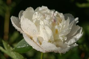 lovely white peony in drops of water close-up on blurred background