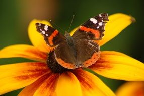 wonderful orange black butterfly