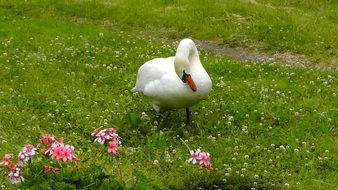 white elegant swan cleaning feathers