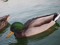 duck with green head in natural environment