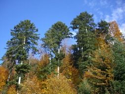 Beautiful and colorful mixed forest at blue sky background with white clouds