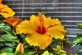 yallow garden flower blossom