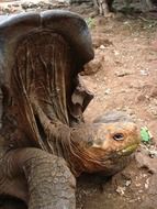 big old turtle close up