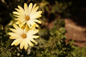 Yellow daisy in a garden