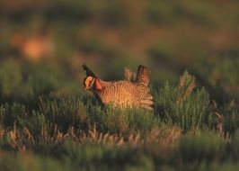 bewitching bird grouse on a blurred background