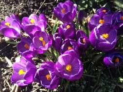 Beautiful purple crocuses with orange and yellow cores in the green forest