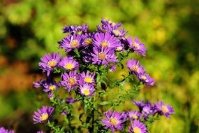 purple aster herbstaster flowers