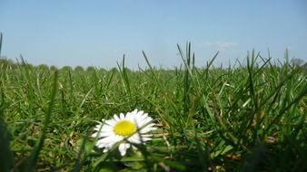 daisy on green meadow close up