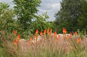 orange yellow flowers