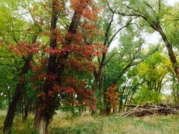 red tree in the autumn forest