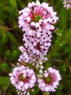 inflorescence of pink heather close up