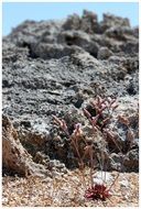 dried grass near the cliff