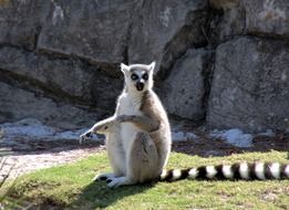 sitting cute lemur