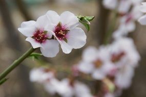 tender blossoming almond closeup