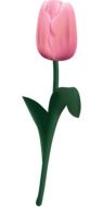 painted pink tulip on white background