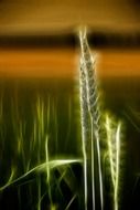 glowing wheat cereals landscape mystical