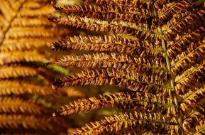 fern autumn