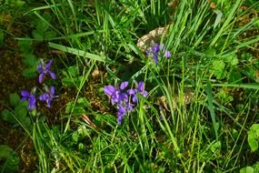 Purple harbinger of spring
