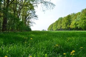green meadow at spring forest