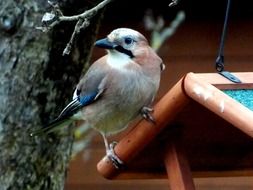 songbird stands on the feeder