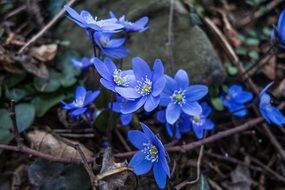 tiny blue flowers in a spring forest