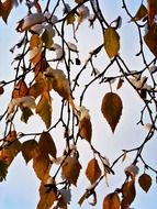 yellow tree leaves in snow