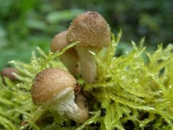 Brown mushrooms in forest floor