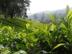 tea landscape