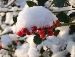 bush with red berries in the snow