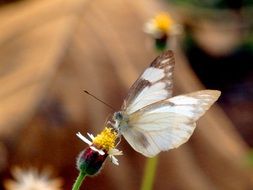 butterfly on mexican daisy close up