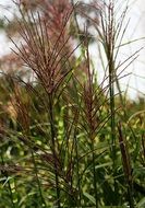 pointed grasses at the end of summer