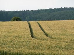 Landscape of grain harvest