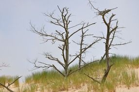 the mobile dune on the coast