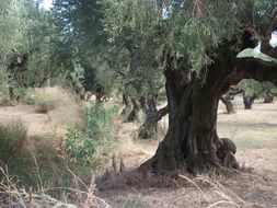 grove of old olive trees